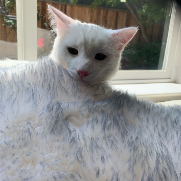 Meet your Posher, Diana - Picture 1 of 1